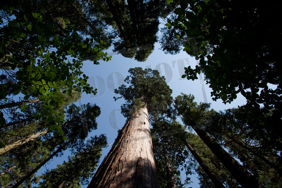 Some of the worlds oldest and tallest trees