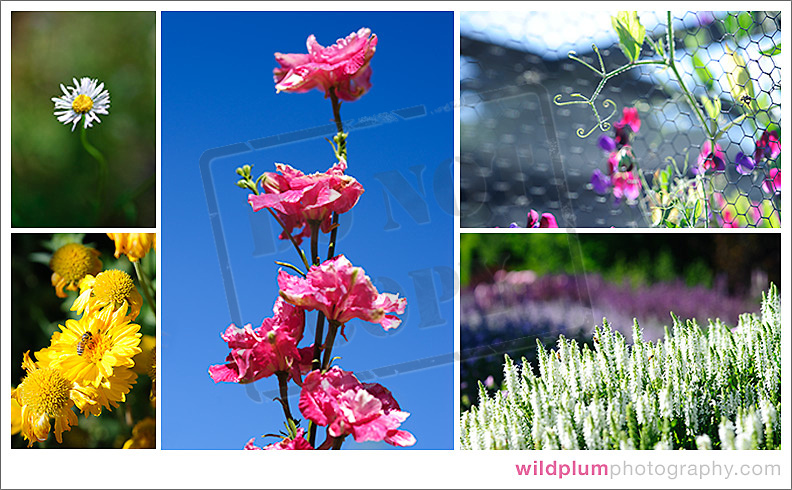 Flowers of Filoli