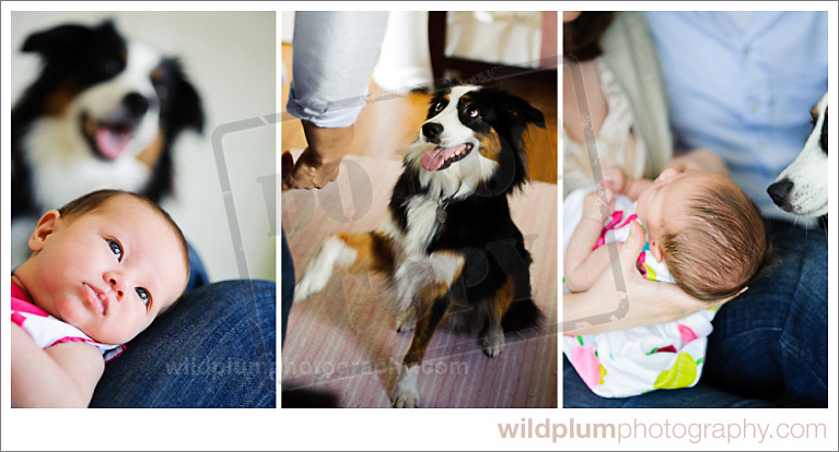 Wild Plum Photography | San Francisco Pet Photography 